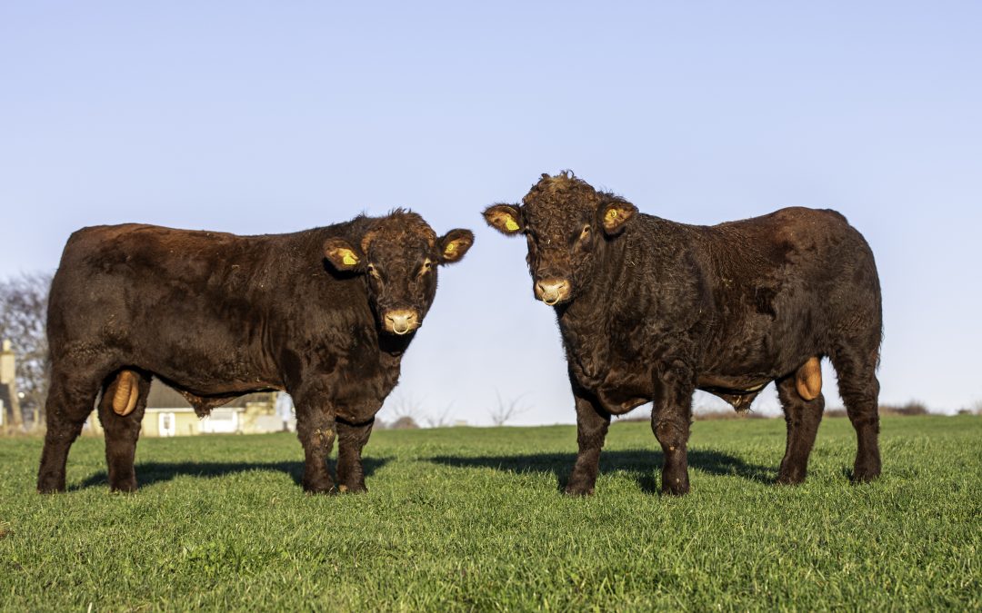 Shorthorns shine in Scotland’s first cattle-only on-farm Yourbid virtual sale